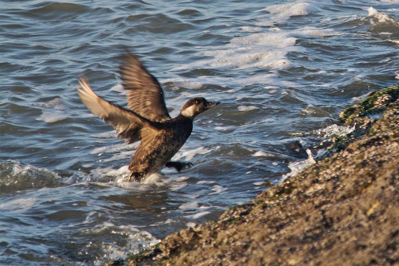 Seevilla Wietjes Whg 6 Baltrum Bagian luar foto